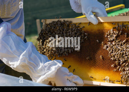 Un apicultor marcos se mueve alrededor del interior de la caja de abejas Foto de stock