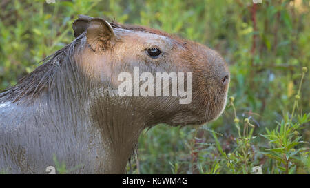 Capybara en Brasil Foto de stock