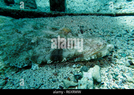 Alfombra peces cocodrilo (papilloculiceps longiceps)