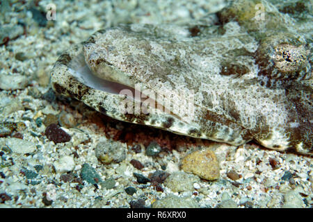 Alfombra peces cocodrilo (papilloculiceps longiceps)