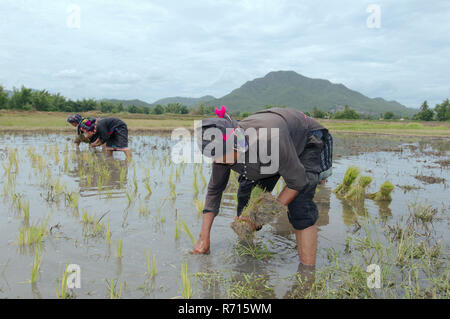 Tai Dam campesinos plantar semillas de arroz, provincia Loei, Tailandia Foto de stock