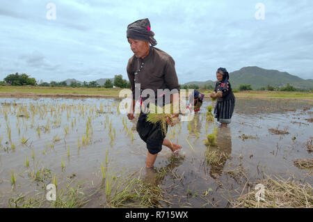 Tai Dam campesinos plantar semillas de arroz, provincia Loei, Tailandia Foto de stock