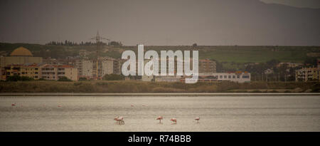 Varios flamencos en un lago cerca del centro de la ciudad Foto de stock