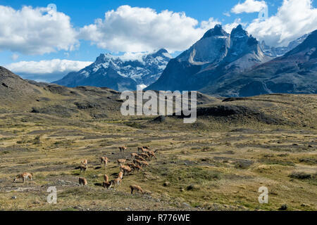 Guanaco rebaño pastaba en las estepas del Parque Nacional Torres del Paine, en la Patagonia Chilena, Chile Foto de stock