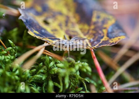Rastreo de araña en el otoño de folletos en el bosque. Antecedentes de la naturaleza.