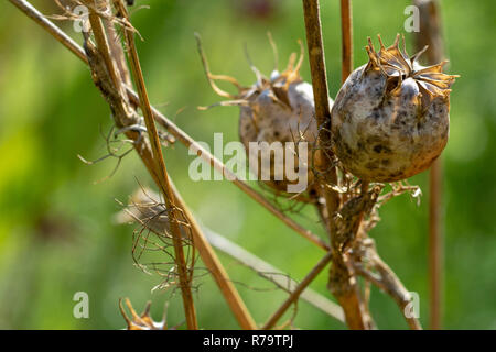 Amor-en-el-niebla (Nigella damascena) semilla secada jefes Foto de stock