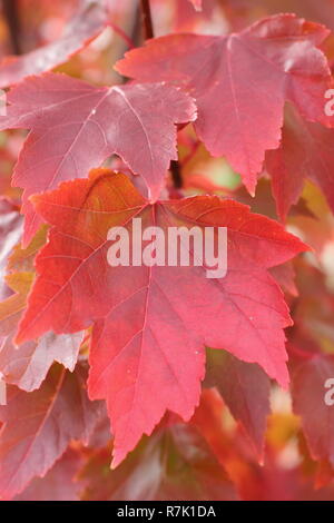 Acer rubrum 'Brandywine'. Árbol de arce rojo Brandywine mostrando los colores de otoño, Reino Unido. Foto de stock