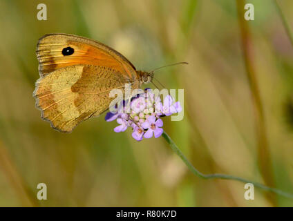 Meadow Brown (Maniola jurtina). Hembra en una floración Knautia Scabious (sp). Alemania