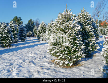 Árboles cubiertos de nieve a una granja de árboles de Navidad. Foto de stock