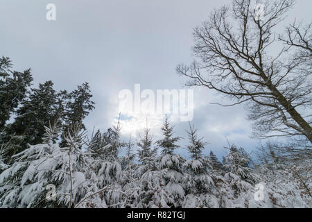 Copas con mucha nieve pico en el cielo nublado.