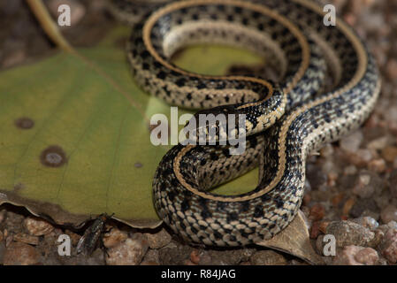 Llanuras Garter Snake, Hamilton co., Kansas, Estados Unidos.