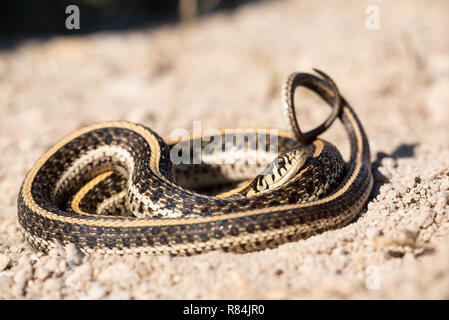 Llanuras Garter Snake, Hamilton co., Kansaa, EE.UU..