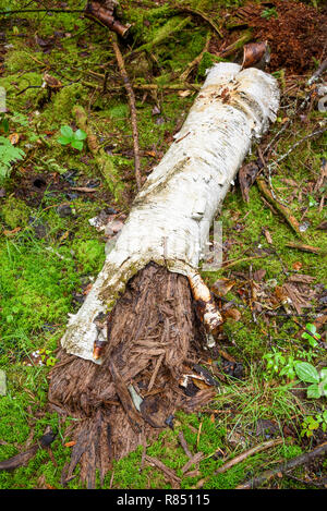 Podredumbre de abedul, Algonquin Provincial Park, Ontario, Canadá Foto de stock
