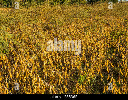 Soja (Glycine max) cultivado como cultivo de campo agrícola.suroeste de Francia. Foto de stock
