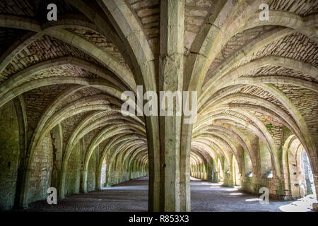 Docenas de columnas de apoyo ayudan a producir techos abovedados de costilla en la Abadía de fuentes cellarium Ripon , de Yorkshire, Reino Unido