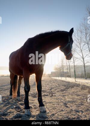 Brown calma pastan caballos al atardecer en Orange sunny vigas. Dramática escena con niebla. Foto de stock