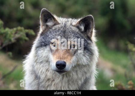 Encuentro Cercano con el lobo gris en la naturaleza. Wildlife, Wolf, lobos,  Bush, desierto, EEUU, depredador, asesino, concepto de animales Fotografía  de stock - Alamy