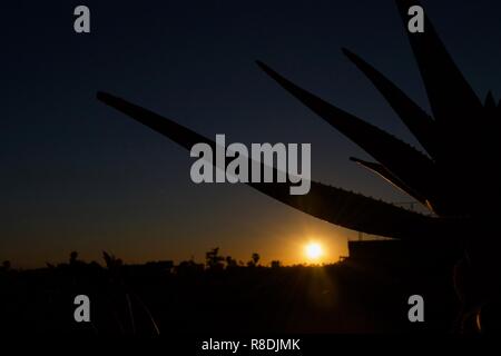 Las puestas de sol sobre los tejados de Marrakech; un sillhoutted cactus en primer plano Foto de stock