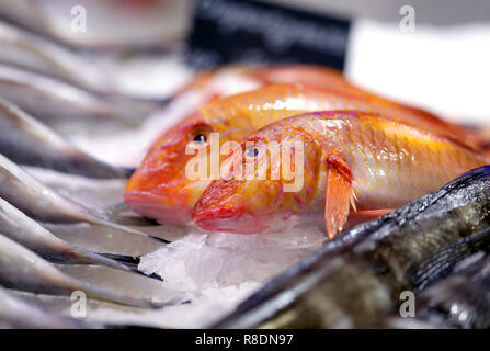 Fondo fotográfico brillante macro de un gran pez rojo wold en el contador Foto de stock