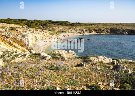 Las pequeñas flores violetas cerca de Cala Rotonda playa de Favignana, Aegadian Islands, Sicilia, Italia Foto de stock