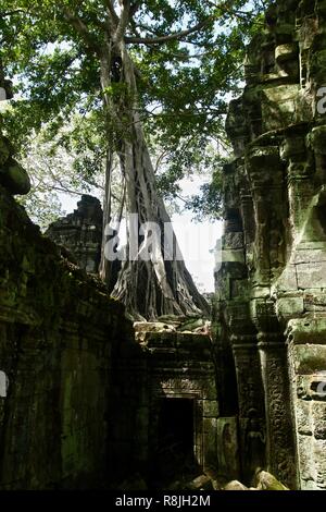 Una enorme higuera blanca selva crece sobre las ruinas del templo en Siem Reap, Camboya Foto de stock