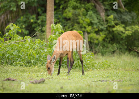 Ciervos de los pantanos en Pantanal, Brasil Foto de stock
