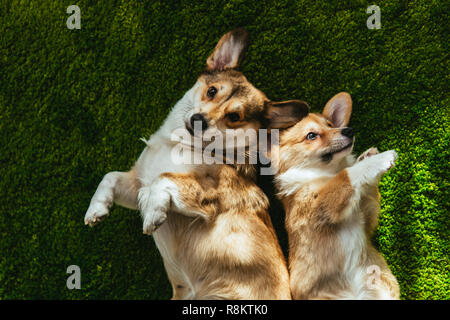 Vista superior de dos adorables perros Welsh Corgi recostada sobre el césped Foto de stock