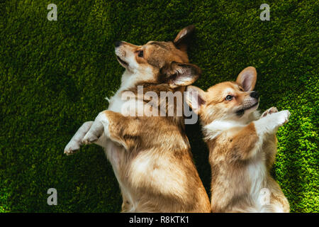 Vista elevada de dos adorables perros Welsh Corgi recostada sobre el césped Foto de stock