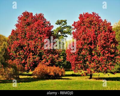 Dos hermosos 'octubre de Gloria' arces (Acer rubrum) con el rojo brillante follaje de otoño Foto de stock
