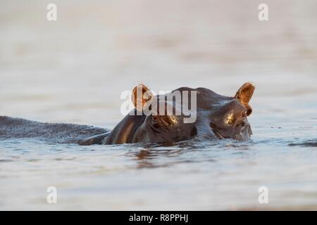 Botswana, el Parque Nacional Chobe, río Chobe, hipopótamo o común de hipopótamo (Hippopotamus amphibius), en el agua