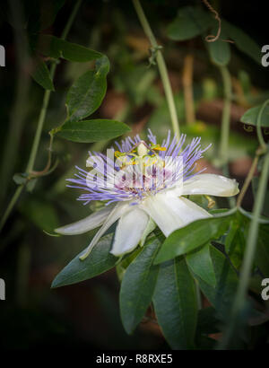 Fotografía macro de flores exóticas alient Passiflora incarnata Foto de stock