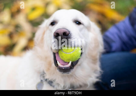Golden retriver jugando con su juguete piscina manteniéndola en su boca Foto de stock
