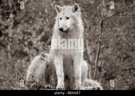 Negro y Blanco Blanco ártico lobo Canis lupus arctosportrait tiene hermosas golde