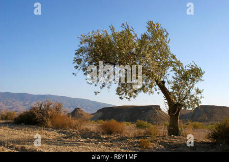 Mediterráneo Olive Tree, árbol de olivo en el desierto, la soledad Foto de stock