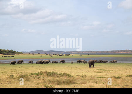 Manada de elefantes en el Parque Nacional de Kaudulla, Sri Lanka Foto de stock
