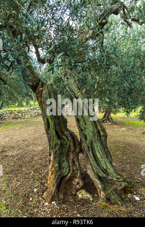 Olivo secular en un antiguo olivar. Bisceglie, provincia de Barletta-Andria-Trani, Puglia, Italia, Europa Foto de stock