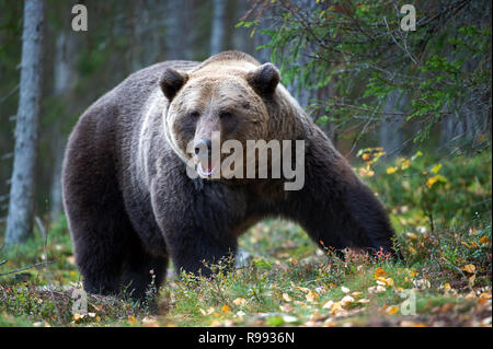 Oso Pardo en el bosque de otoño. Nombre científico: Ursus arctos. Hábitat natural. Foto de stock