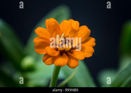 Primer plano de un hermoso jardín de flores zinnia naranja Foto de stock