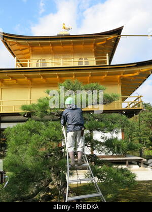 Vista trasera de un jardinero subir una escalera, recortar un árbol junto al Kinkakuji Templo Dorado, Kyoto, brillando en la luz del sol de otoño, octubre de 2018 Foto de stock