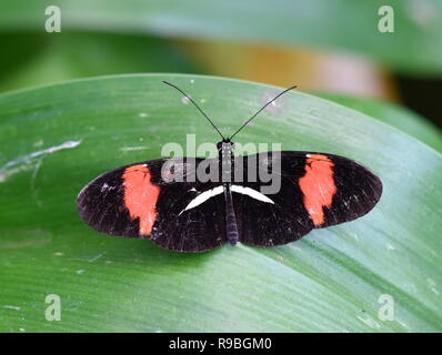 Heliconius melpomene el cartero común mariposa sentada sobre una hoja Foto de stock