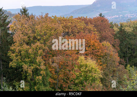 Hermoso verde, naranja y rojo otoño bosque en Alemania durante el otoño en la mañana