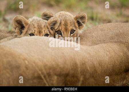 dos adorables cachorros de león bebe leche mientras su madre leona está acostado