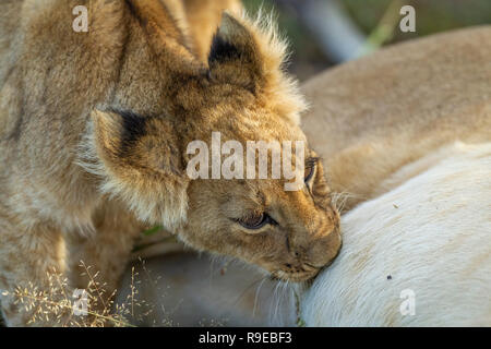lindo cachorro de león bebe leche de su mamá
