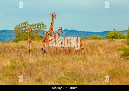 Grupo de Estados de África jirafa camina en iSimangaliso Wetland Park con el paisaje de sabana. Sudáfrica juego paseo safari. Copie el espacio.