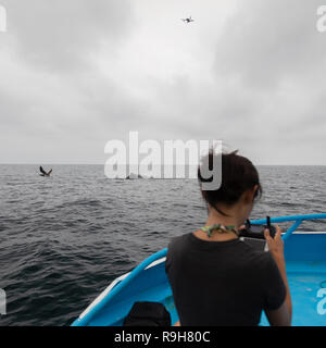 DJI Mavic Pro persiguiendo cazando ballenas en Ecuador Foto de stock