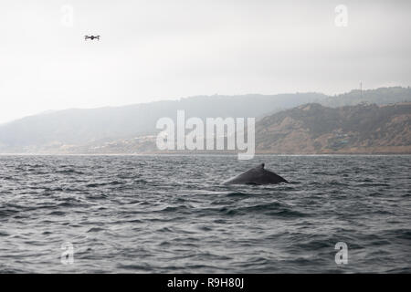 Zumbido persiguiendo persiguiendo ballenas en Ecuador Foto de stock