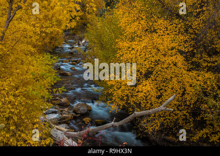 Hermosos colores de otoño a lo largo de un arroyo de montaña.