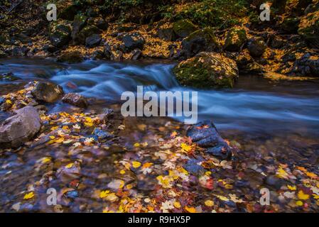 Hermosos colores de otoño a lo largo de un arroyo de montaña.