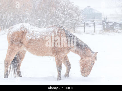Caballo forrajes para alimento en día nevado de invierno en la zona rural de Alberta, Canadá Foto de stock