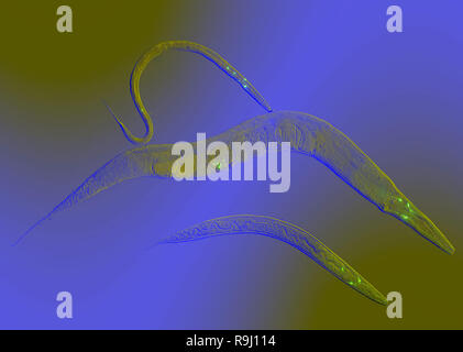 Caenorhabditis elegans es una vida libre, nematodo transparente, aproximadamente 1 mm de longitud.
